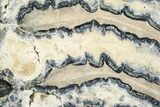 Mammoth Molar Slice With Case - South Carolina #377775-2